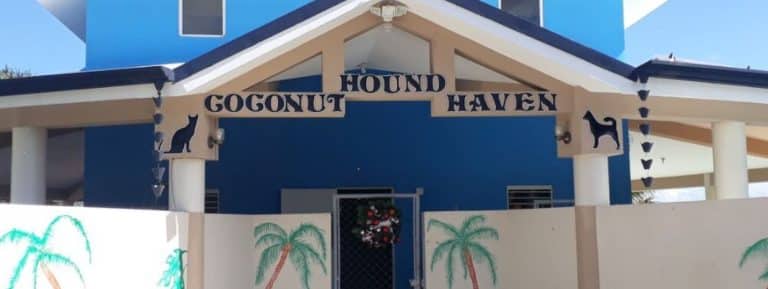 coconut cats and dogs shelter