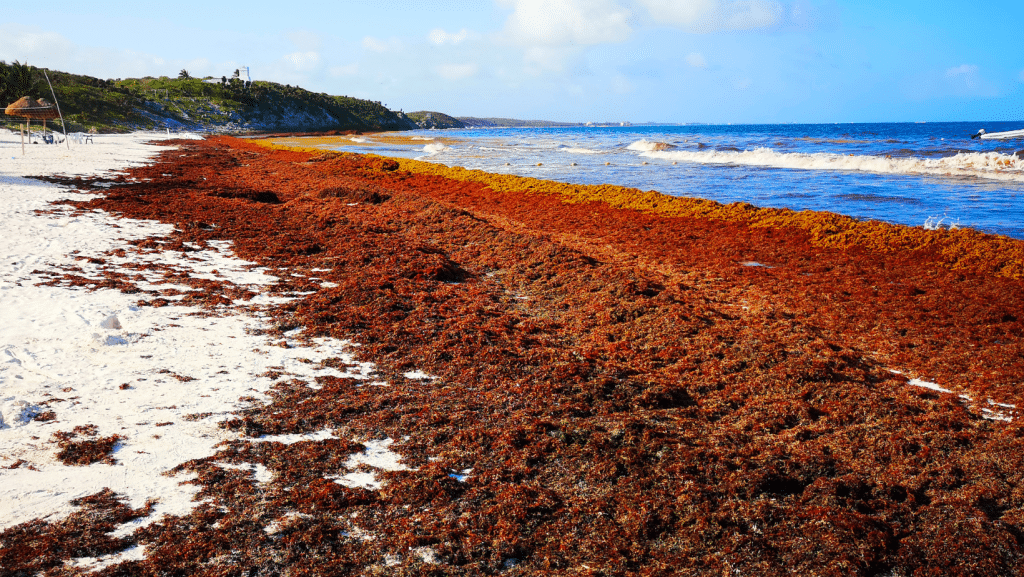 sargassum in Dominican Republic
