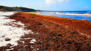 sargassum in Dominican Republic